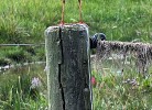 Rotschenkel