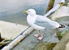 Möwe