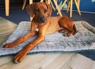 Hunde willkommen