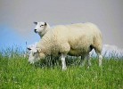 fröhliche Schafe am Deich