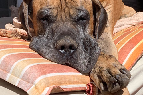 Urlaub mit Hund